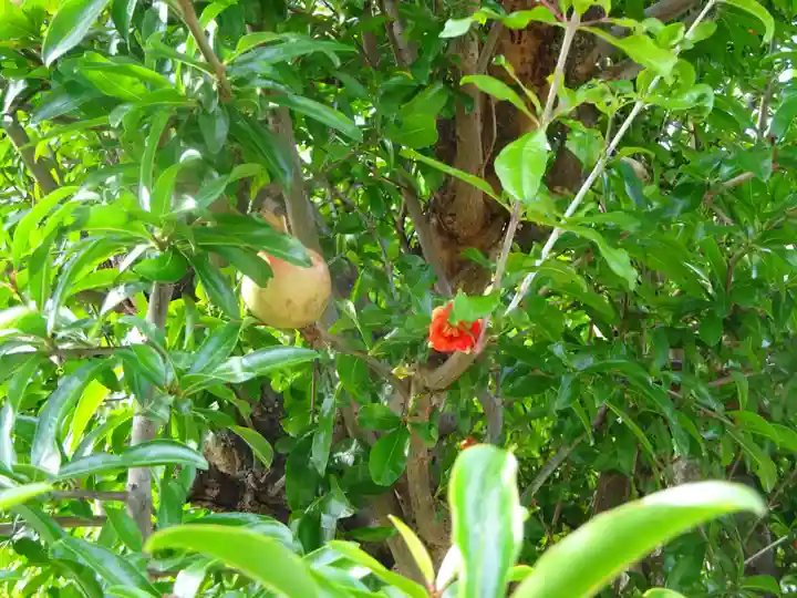 伊勢原 法泉寺の自然