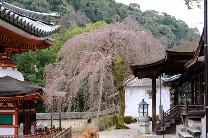 金剛寺(大阪府)