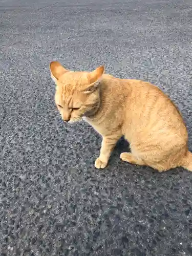 息栖神社の動物