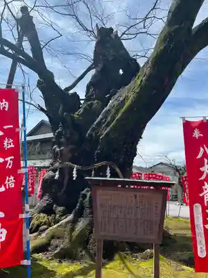 秩父今宮神社(埼玉県)