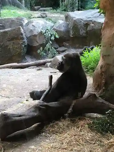 上野東照宮の動物