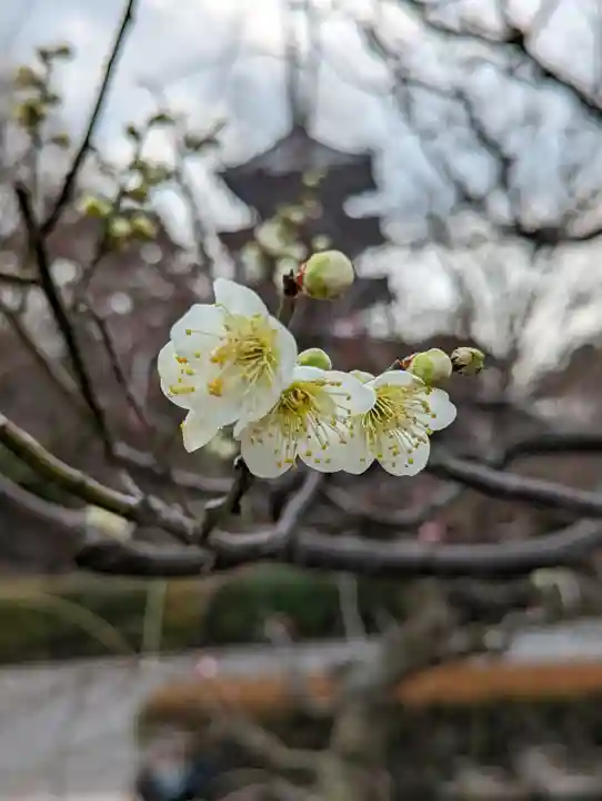 東寺(教王護国寺)(京都府)