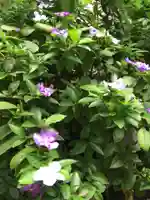 銀杏岡八幡神社の自然