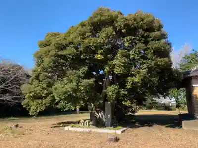 熊野神社の自然