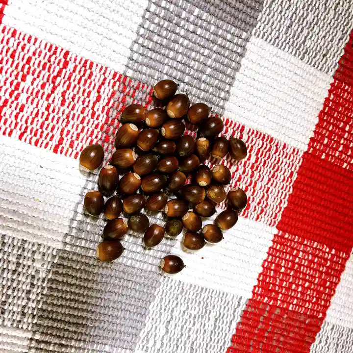 小平神明宮(東京都)