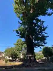 下保谷天神社の自然