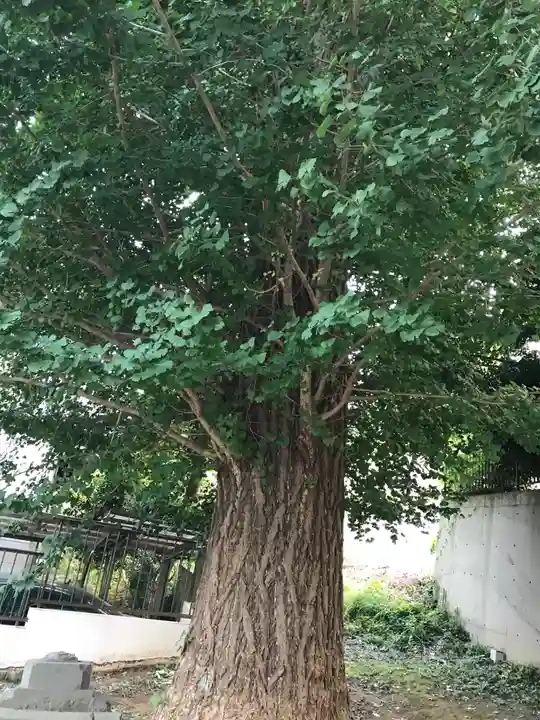八杉神社の自然