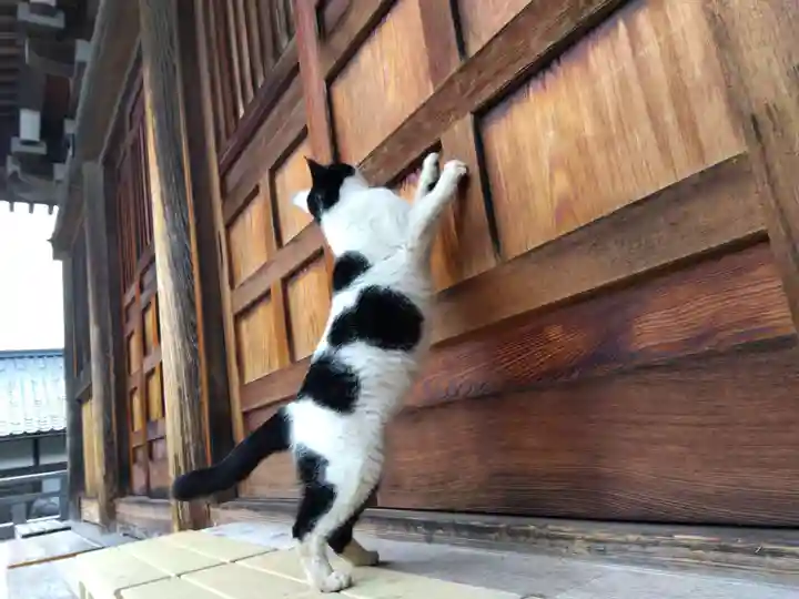 御誕生寺(猫寺)(福井県)