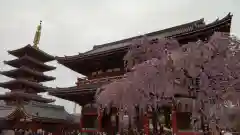 浅草寺の自然