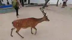 厳島神社の動物