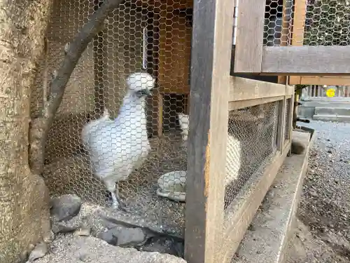 櫻木神社の動物