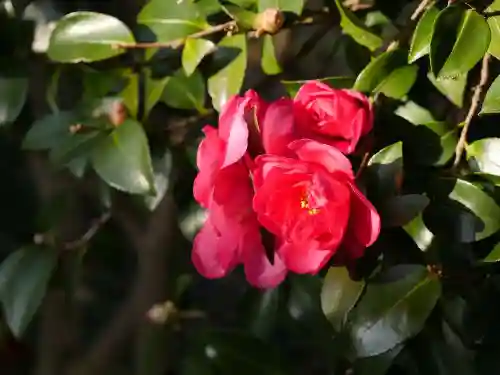 定林山　能成寺の自然