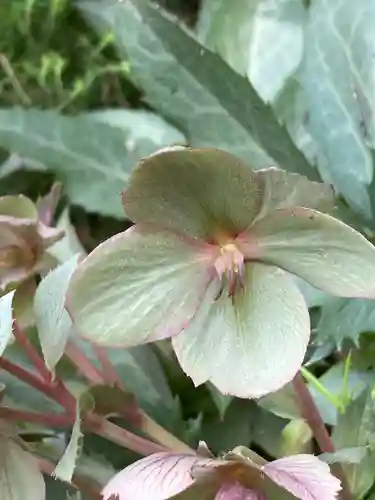 東京大神宮(東京都)