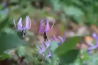 三春大神宮の庭園