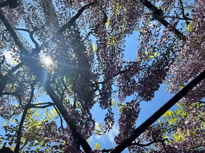 天台宗 五大山 白毫寺(兵庫県)