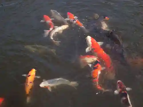 時宗総本山 遊行寺（正式：清浄光寺）の動物