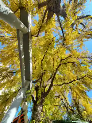 波除神社（波除稲荷神社）(東京都)