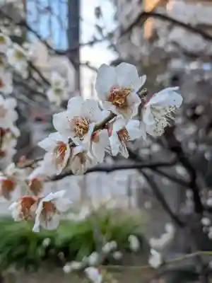 成子天神社(東京都)