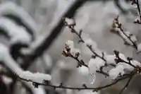 開成山大神宮の自然