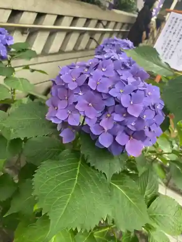 十番稲荷神社の自然