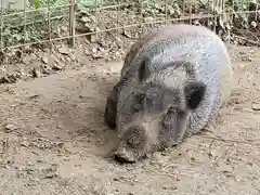 坪沼八幡神社の動物