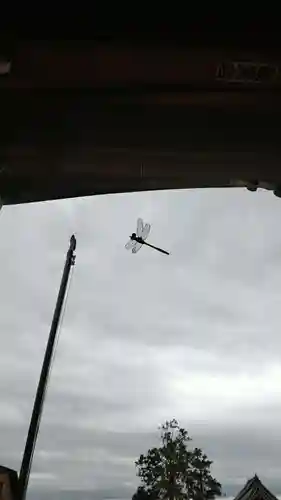 花山院菩提寺(兵庫県)