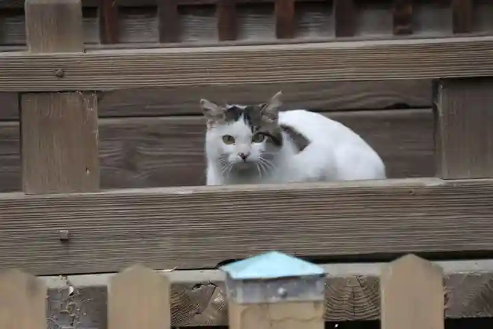 阿邪訶根神社の動物