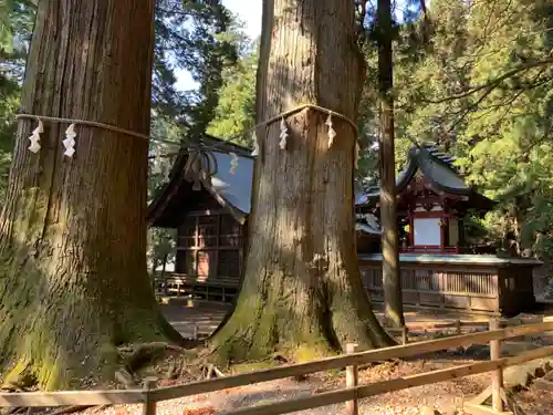 河口浅間神社の自然