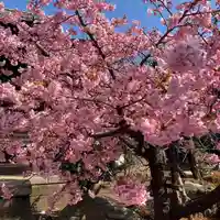 桜神宮の自然