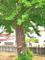 八幡神社の自然