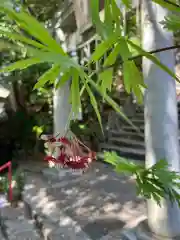 大山祇神社の自然