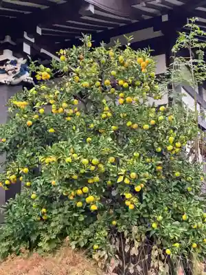 本願寺(東京都)