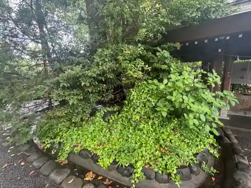 阿佐ヶ谷神明宮の{uncategorized: "未分類", other: "その他", undefined: "問題あり", building: "その他建物", grave: "お墓", sacred_gate: "鳥居", guardian: "狛犬", statue: "像", buddha: "仏像", history: "歴史", nature: "自然", garden: "庭園", animal: "動物", pagoda: "塔", temizu: "手水舎", mountain_gate: "山門・神門", sanctuary: "本殿・本堂", subordinate: "末社・摂社", art: "芸術", scenery: "景色", jizo: "地蔵", ema: "絵馬", goshuin: "御朱印", omikuji: "おみくじ", items: "授与品その他", amulet: "お守り", goshuincho: "御朱印帳", eats: "食事", festival: "お祭り", votive_dance: "神楽", shichigosan: "七五三参", wedding: "結婚式", experience: "体験その他", initially: "初詣", around: "周辺", anti_infection: "感染症対策"}