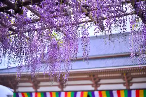 西新井大師総持寺(東京都)