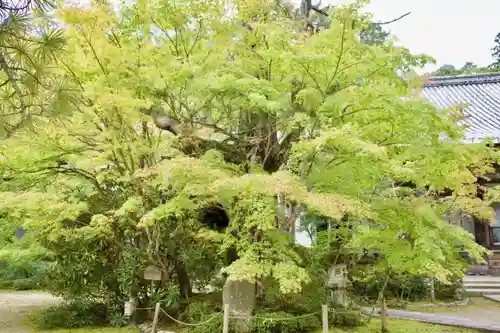 西明寺の庭園