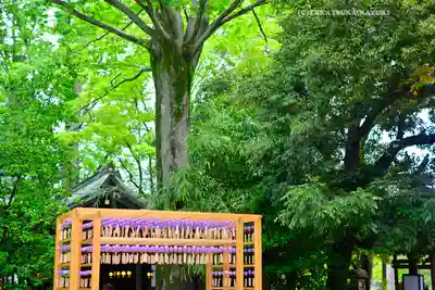 川越氷川神社(埼玉県)