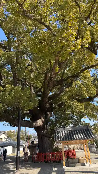 百舌鳥八幡宮(大阪府)