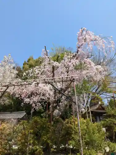 賀茂別雷神社（上賀茂神社）(京都府)