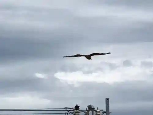 舞子六神社／まいこむの宮の動物