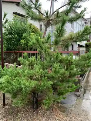 島頭天満宮の自然