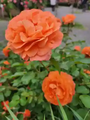 子安神社(茨城県)