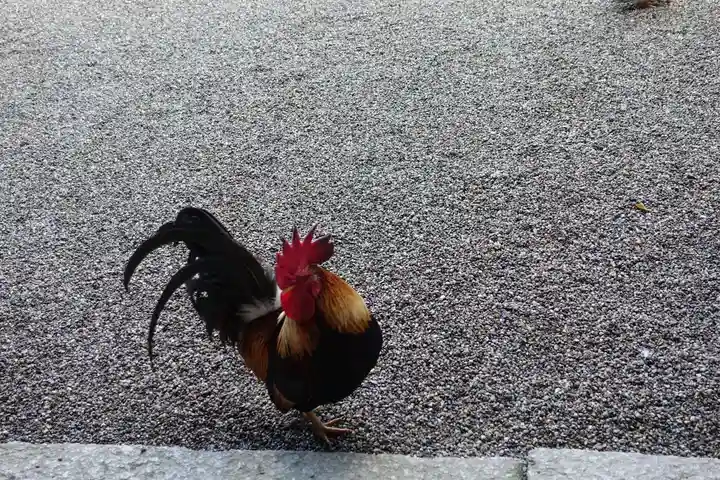 石上神宮の動物