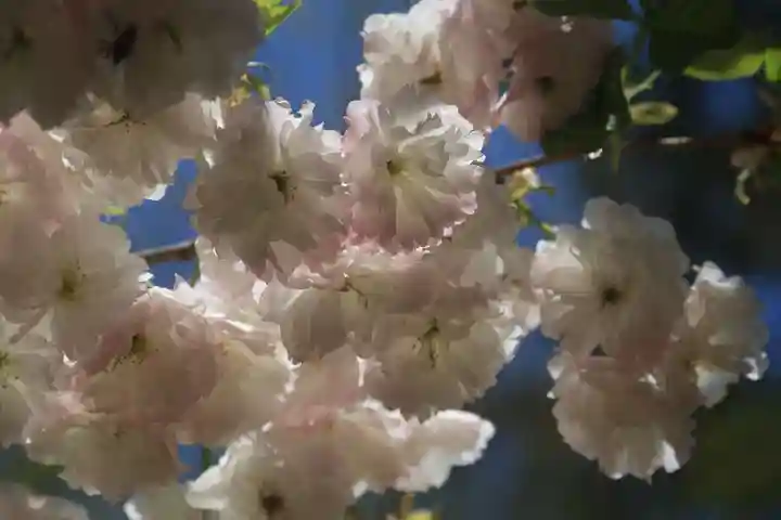 紀伊宮神社の庭園