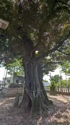 宗道神社(茨城県)