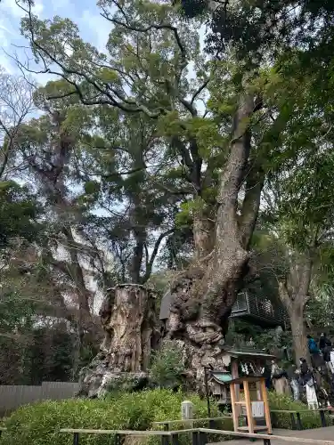 來宮神社の{uncategorized: "未分類", other: "その他", undefined: "問題あり", building: "その他建物", grave: "お墓", sacred_gate: "鳥居", guardian: "狛犬", statue: "像", buddha: "仏像", history: "歴史", nature: "自然", garden: "庭園", animal: "動物", pagoda: "塔", temizu: "手水舎", mountain_gate: "山門・神門", sanctuary: "本殿・本堂", subordinate: "末社・摂社", art: "芸術", scenery: "景色", jizo: "地蔵", ema: "絵馬", goshuin: "御朱印", omikuji: "おみくじ", items: "授与品その他", amulet: "お守り", goshuincho: "御朱印帳", eats: "食事", festival: "お祭り", votive_dance: "神楽", shichigosan: "七五三参", wedding: "結婚式", experience: "体験その他", initially: "初詣", around: "周辺", anti_infection: "感染症対策"}
