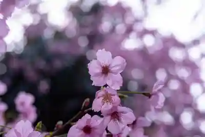 平野神社(京都府)
