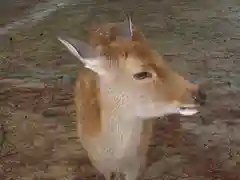 東大寺の動物