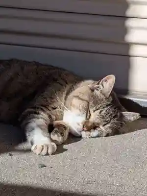 白金氷川神社(東京都)