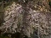 八坂神社(祇園さん)の{uncategorized: "未分類", other: "その他", undefined: "問題あり", building: "その他建物", grave: "お墓", sacred_gate: "鳥居", guardian: "狛犬", statue: "像", buddha: "仏像", history: "歴史", nature: "自然", garden: "庭園", animal: "動物", pagoda: "塔", temizu: "手水舎", mountain_gate: "山門・神門", sanctuary: "本殿・本堂", subordinate: "末社・摂社", art: "芸術", scenery: "景色", jizo: "地蔵", ema: "絵馬", goshuin: "御朱印", omikuji: "おみくじ", items: "授与品その他", amulet: "お守り", goshuincho: "御朱印帳", eats: "食事", festival: "お祭り", votive_dance: "神楽", shichigosan: "七五三参", wedding: "結婚式", experience: "体験その他", initially: "初詣", around: "周辺", anti_infection: "感染症対策"}