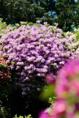 塩船観音寺(東京都)